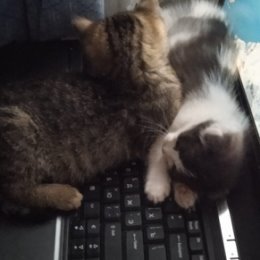 Фотография "Коты компьютерные"