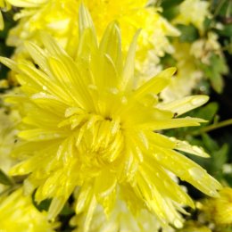 Фотография "Хризантема корейская 26 Жёлтая Москва куст 50-60см,цветок 8-10см.Очень нежная,цветет рано и обильно."