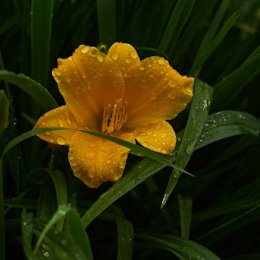 Фотография "Желтая лилия после дождя. Снято объективом Гелиос 44М4. Никакой автоматики, исключительно ручная фокусировка. А ведь раньше это было в порядке вещей."