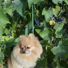Фотография "Моя любимая Лорочка... ПовАдилась виноград объедать. Застала её на месте преступления."