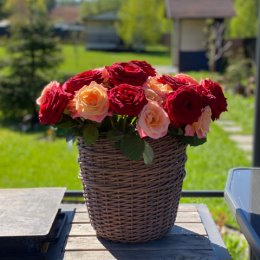 Фотография "Доброе,солнечное и очень холодное утро!Розы в кашпо от Гузель🤗🌹"