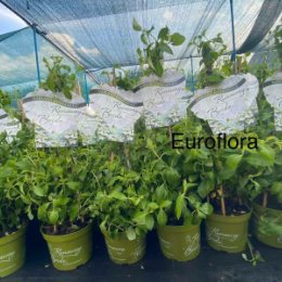 Фотография от Садовый Центр Euroflora