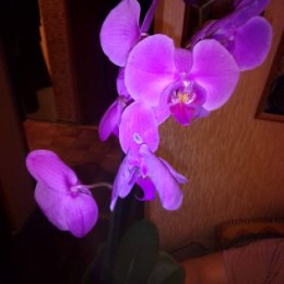 Фотография "Моя первая орхидея"