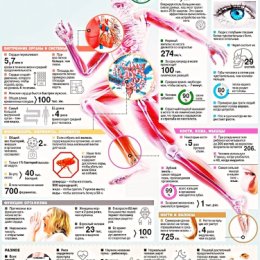 Фотография "50 интересных фактов об анатомии человека.
https://g.co/kgs/Ab9zLe"
