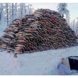 Фотография "Сходили на рыбалку!!!!!!!!!!!!!"