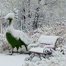 Фотография "Нарядный птиц"