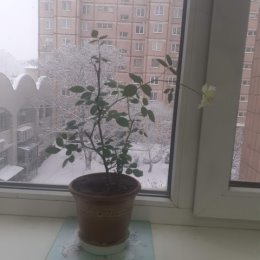 Фотография "Зима и роза."