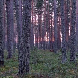 Фотография "Осенний лес"
