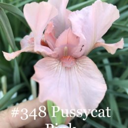 Фотография "# 348 Pussycat Pink (Paul Black’06)- 250₽ насыщенный розовый сорт с более темной бородкой и приятным ароматом. "