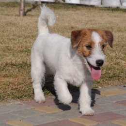 Фотография "Красавец Джей ищет свою семью.
***
MALE FOR SALE (Jack Russell Terrier)
Bond James Bond Gezellig 
dob. 04.07.2018, FCI full pedigree
http://ingrus.net/russell/testmating.php?female=8580&male=3164&gens=6
f. HAPPY CAMMOMILE GENERAL – IntCH FCI
m. MOJA KROLEWNA SNIEZKA GEZELLIG – IntCH FCI 
Location Ukraine, Odessa 
Более подробная информация - ЛС, viber +380503925711

#jrt #jackrussell #jackrussellsofinstagram  #jrtclub #jrtlovers #jrtpuppy #jackrussellpuppy #дрт #джекрассел #джекрасселтерьер  #джекрасселодесса #джекрасселщенки #щенкиджекрасселтерьера #gezellig_jrt_fci"