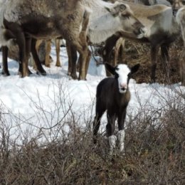 Фотография "26 апреля 2024 года. Эвенск  Магаданская область.
Продолжается отёл у наших северных важенок в стадах. Маленькие пыжики такие милые, хорошенькие ,с огромным интересом изучают НОВЫХ МИР  для них."