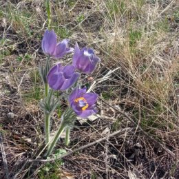 Фотография "Утро весеннего дня +27° . 20.04.24"