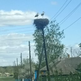 Фотография "Прилетели в свой дом!!!"