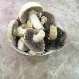 Фотография "Январские грибы. Крым. Симеиз."