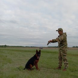 Фотография от Питомник немецко й овчарки Feuriger Stern