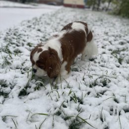 Фотография "Вот такой Май ,середина мая ….❄️"