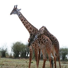 Фотография "Giraffes communicating - сказал рейнджер, когда мы в очередной раз заметили, что это мальчик и мальчик :)))"