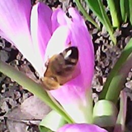 Фотография "Весна! Первоцветы во дворе. И пчелки. Правда соседские..."