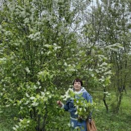 Фотография "Расцвела черёмуха душистая..."