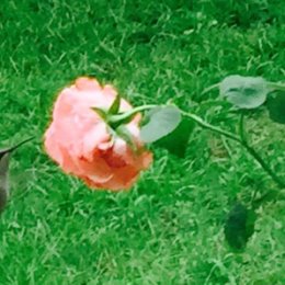 Фотография "Колибри зависла перед цветком розы"