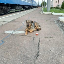 Фотография от Шеметовское Подворье