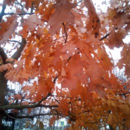 Фотография "Последние  кленовые листья осени"