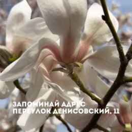 Фотография "В Минске цветет магнолия!"