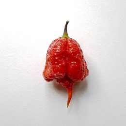 Фотография "Carolina Reaper
#plantium #плантиум #pepper #seeds #семена #перец #carolinareaper #каролинарипер #самыйострый #hotpeppers #hothothot"