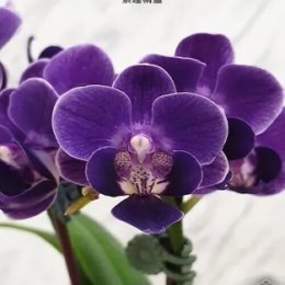 Фотография "Phal. Violet Eye. Размер горшка 2,5 дюйма. Куст с двумя цветоносами , фото в комментариях. Цена 1700 руб. "