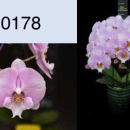 Фотография "Подросток этой орхидеи также есть в наличии.  Цена 650 руб. "