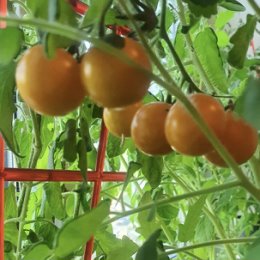 Фотография "Дочкины помидорки ( балконные)🍅🍅🍅"