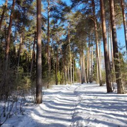 Фотография "Пьяный лес"