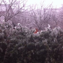 Фотография "В Краснодар пришла зима! Ледяной дождь...."