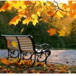 Фотография "Краски осенней листвы утверждают смысл жизни "