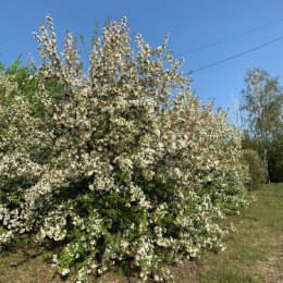 Фотография "И снова яблони в цвету - весны творение..."