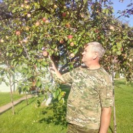 Фотография "В этом году хороший урожай яблок!"