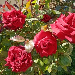 Фотография "Бушуют розы в каждом дворе, 6.05.24"
