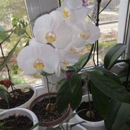 Фотография "Моя орхидека расцвела "