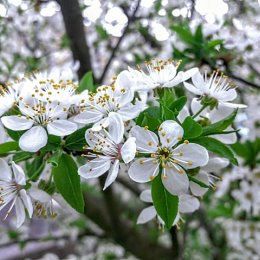 Фотография "Цветёт алыча) 12. 04. 2024. "