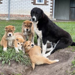 Фотография "Доброе утро ❤️

Среднеазиатские овчарки питомника Тимерташ 
Есть доступные щенки 
Подпишись и смотри новые видео +79048881825 viber WhatsAp www.timertash.ru"