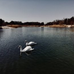 Фотография "В ленте для потомков оставлю отметку, что вот у нас был короновирус. Не все ж коту масленица.
•
Эти лебеди - брестские знаменитости. Семьи с детьми в этот период предпочитают для прогулки выезжать за город на Красный двор. Там малолюдно, можно позапускать "жабки" камушками, прогуляться, покормить лебедей и уток, дать сыну погонять на дроне.
•
Фотки собственно с дрона.
#dji#mavic#brest#brestcity#брест#город#короновирус#хайп"