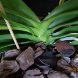 Фотография "Phalaenopsis Hymen  (Phal. mannii ‘dark’ x Phal. lueddemanniana) (первинний гібрид)  чергове цвітіння."