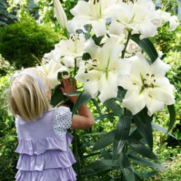 Фотография "Лилия Pretty Woman ОТ гибрид ГИГАНТ 350 до 180см очень крупные цветы!"