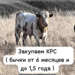 Фотография от Закупаем КРС