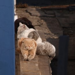 Фотография "друзья в сборе."