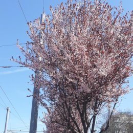 Фотография "Цветут деревья на СТАВРОПОЛЬСКОЙ УЛИЦЕ В КРАСНОДАРЕ. 6 АПРЕЛЯ 2019 ГОДА."