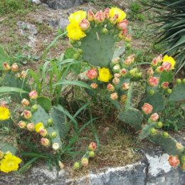 Фотография "Цветут кактусы в Абхазии"
