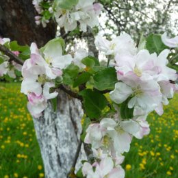 Фотография "цветёт яблоня"