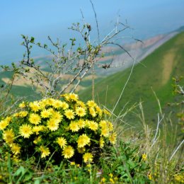Фотография "Весенние цветы долины Горной Маевки.Кыргызстан."