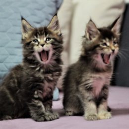 Фотография от Natasha Sokovich Baltiс Coast Maine Coon